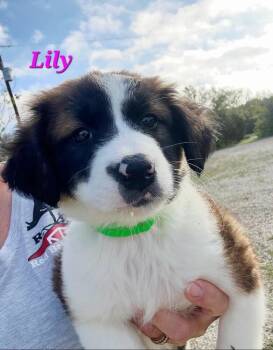 Saint Bernard and Labrador Retriever Dogs Available for Adoption in Norfolk, Massachusetts - Lily | PetCurious