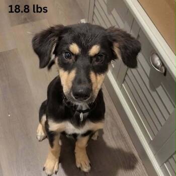 Butterfly -  Australian Shepherd and Mixed Breed Dog for Adoption in Tomah, Wisconsin - Butterfly | PetCurious