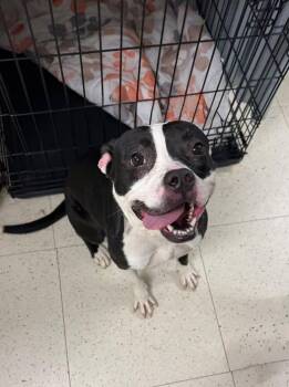 Rescue Mixed Breed Dogs for Adoption in Binghamton, New York - Ellie | PetCurious