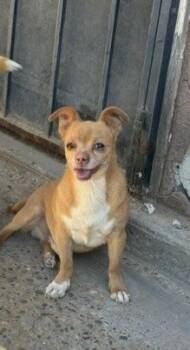 Spike -  Chihuahua Dog for Adoption in Albuquerque, New Mexico - Spike | PetCurious