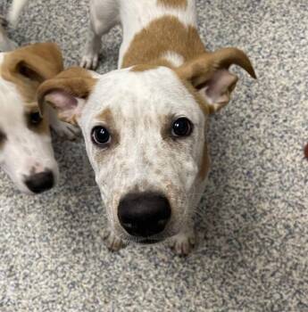Freckles -  Australian Cattle Dog Blue Heeler Dog for Adoption in Golden, Colorado - Freckles | PetCurious