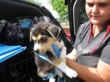 Siberian Husky Dogs Available for Adoption in Ocala, Florida - BEE | PetCurious