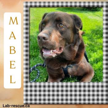 Rescue Chocolate Labrador Retriever Dogs for Adoption in Oakville, Ontario - Mabel | PetCurious