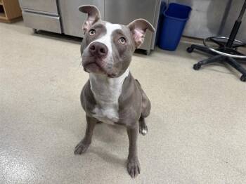 Rescue American Staffordshire Terrier and Mixed Breed Dogs for Adoption in Grand Prairie, Texas - CLARA | PetCurious