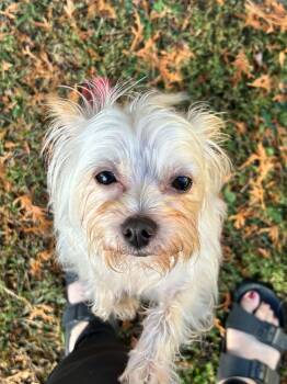 Izzy -  Cairn Terrier and Yorkshire Terrier Dog for Adoption in Brunswick, Maine - Izzy | PetCurious