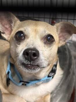 Gideon -  Chihuahua and Mixed Breed Dog for Adoption in Bridgewater, New Jersey - Gideon | PetCurious