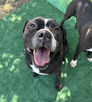 Rescue Pit Bull Terrier Dogs for Adoption in Eagle, Idaho - Dada **Courtesy Post. Out Of Town Pet. See Below For Details** | PetCurious