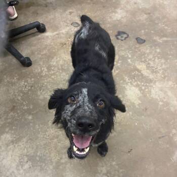 Inky -  Australian Shepherd Dog for Adoption in Corbin, Kentucky - Inky | PetCurious