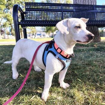 Kiko -  Chihuahua and Dachshund Dog for Adoption in Murray, Utah - Kiko | PetCurious