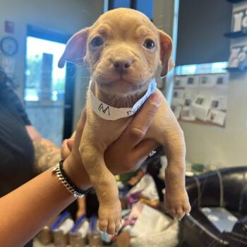 Doogie(Shih Tzu 1) -  Shih Tzu and Mixed Breed Dog for Adoption in Las Vegas, Nevada - Doogie(Shih Tzu 1) | PetCurious