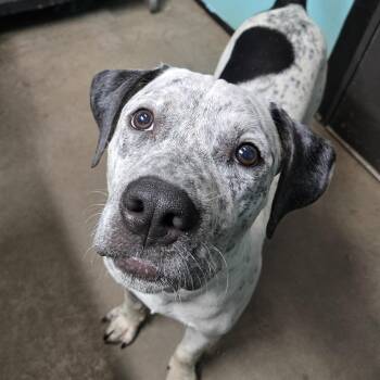 Vinny -  Pit Bull Terrier and Australian Cattle Dog Blue Heeler Dog for Adoption in Graham, Texas - Vinny | PetCurious