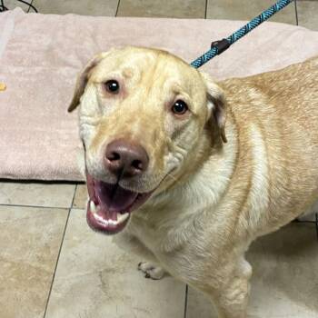 Gunner -  Labrador Retriever Dog for Adoption in Troutdale, Oregon - Gunner | PetCurious