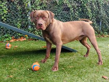 Rescue American Bulldog and Weimaraner Dogs for Adoption in Port Washington, New York - Blaze | PetCurious