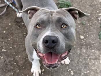 Rescue Mixed Breed Dogs for Adoption in Georgetown, Texas - Bumper | PetCurious