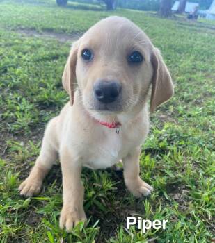 Labrador Retriever and Golden Retriever Dogs Available for Adoption in Glocester, Rhode Island - Piper | PetCurious