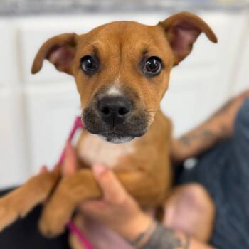 Boxer and Yellow Labrador Retriever Dogs Available for Adoption in Watertown, New York - Arlo (spike) | PetCurious