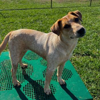Rescue Australian Cattle Dog Blue Heeler Dogs for Adoption in Decherd, Tennessee - Gisele | PetCurious