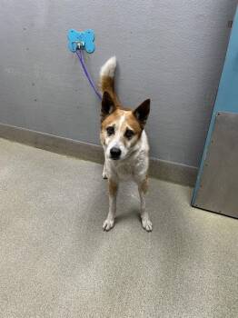 Akita and Mixed Breed Dogs Available for Adoption in Las Vegas, Nevada - RED | PetCurious