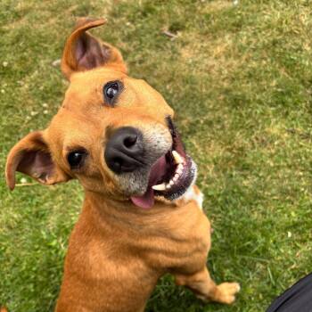 Simba -  Jack Russell Terrier Dog for Adoption in New Windsor, New York - Simba | PetCurious