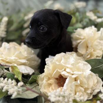 Clover -  Chihuahua Dog for Adoption in Benton City, Washington - Clover | PetCurious