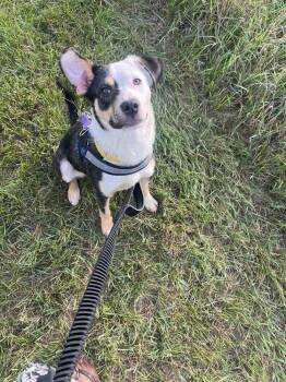 Clover (was Pupfish) -  Border Collie and Jack Russell Terrier Dog for Adoption in Coldwater, Michigan - Clover (was Pupfish) | PetCurious