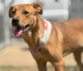Rescue Mixed Breed Dogs for Adoption in Balch Springs, Texas - Ginger | PetCurious
