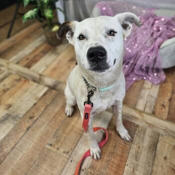 Meiko -  Pit Bull Terrier Dog for Adoption in East St. Louis, Illinois - Meiko | PetCurious