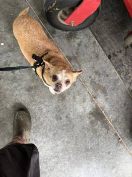 Chihuahua Dogs Available for Adoption in Columbia, Tennessee - Buddy Chi | PetCurious