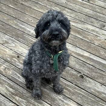 Wheaten Terrier and Standard Poodle Dogs Available for Adoption - Rocky | PetCurious