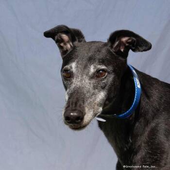 Mick -  Greyhound Dog for Adoption in Woodinville, Washington - Mick | PetCurious