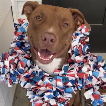 George -  Pit Bull Terrier Dog for Adoption in Krum, Texas - George | PetCurious