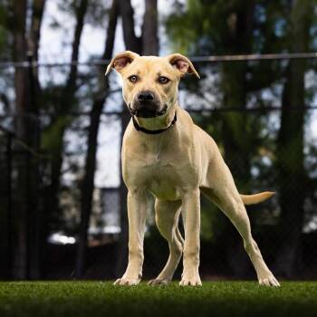 Mixed Breed Dogs Available for Adoption in Jupiter, Florida - Pam | PetCurious