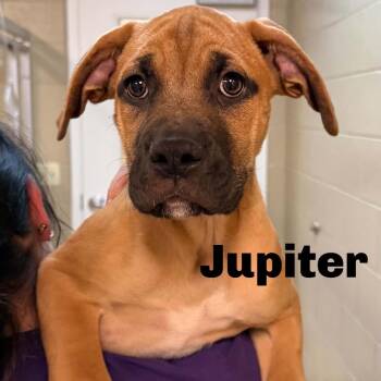 Jupiter 260753 -  Mixed Breed Dog for Adoption in Gladstone, Michigan - Jupiter 260753 | PetCurious