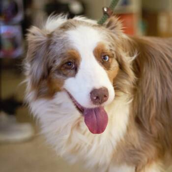 Rescue Australian Shepherd Dogs for Adoption in Cumming, Georgia - Axl 21203 | PetCurious