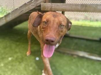Bugle - 2 -  Rhodesian Ridgeback and Mixed Breed Dog for Adoption in Daytona Beach, Florida - Bugle - 2 | PetCurious