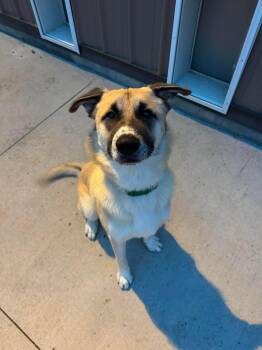 Radar -  Anatolian Shepherd and German Shepherd Dog Dog for Adoption in Seward, Nebraska - Radar | PetCurious