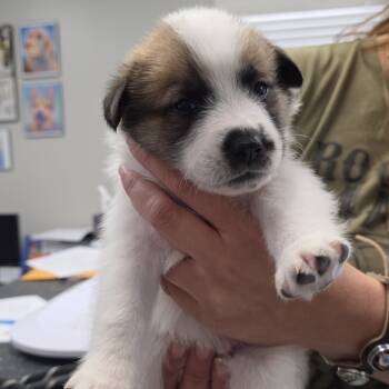 Rescue Black Labrador Retriever and German Shepherd Dog Dogs for Adoption in Kingman, Kansas - Ciarah Pups_3_blue | PetCurious