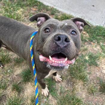 Rescue Pit Bull Terrier Dogs for Adoption in Newark, New Jersey - Lucy | PetCurious