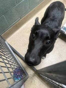 Shepherd Dogs Available for Adoption in Oakland, California - Hildie | PetCurious