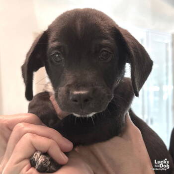 Rescue Labrador Retriever and Retriever Dogs for Adoption in Washington, District Of Columbia - Baby Drake | PetCurious