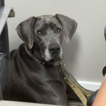 Lola -  Great Dane and Weimaraner Dog for Adoption in Midland, Texas - Lola | PetCurious