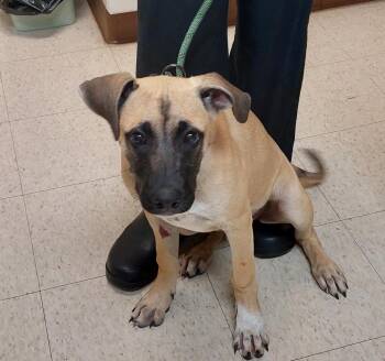 Janet -  German Shepherd Dog Dog for Adoption in Mocksville, North Carolina - Janet | PetCurious