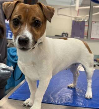Arepa -  Mixed Breed Dog for Adoption - Arepa | PetCurious