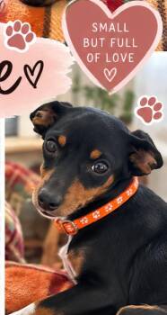 Rumi -  Dachshund Dog for Adoption in Panama City, Florida - Rumi | PetCurious