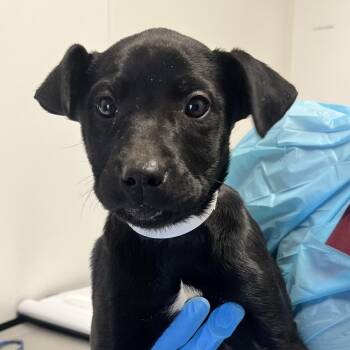 Australian Kelpie and Australian Shepherd Dogs Available for Adoption - Tazzi | PetCurious