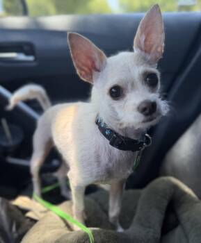 Scotty -  Chihuahua and Poodle Dog for Adoption in Yuba City, California - Scotty | PetCurious