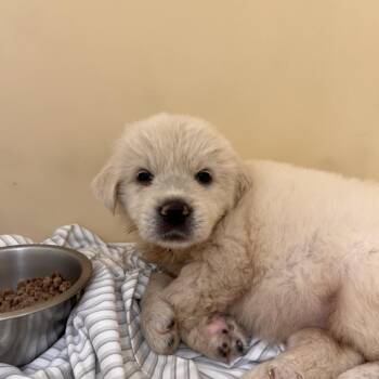 Foxy 2528 -  Great Pyrenees Dog for Adoption in Loxahatchee Groves, Florida - Foxy 2528 | PetCurious