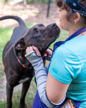 Urniemurnie -  Mixed Breed Dog for Adoption in Chamblee, Georgia - Urniemurnie | PetCurious