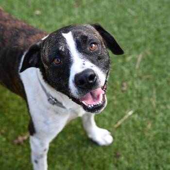 Odem -  Labrador Retriever and Mixed Breed Dog for Adoption in Houston, Texas - Odem | PetCurious