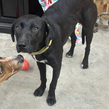 Rescue Black Labrador Retriever and Greyhound Dogs for Adoption in Coeur D